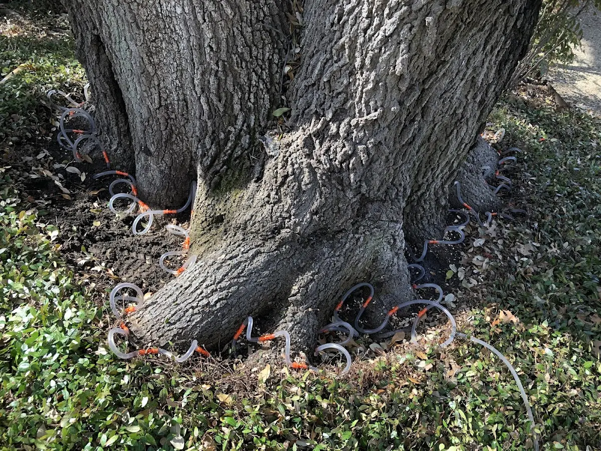 Detailed Tree Cabling and Bracing job site in Wausau