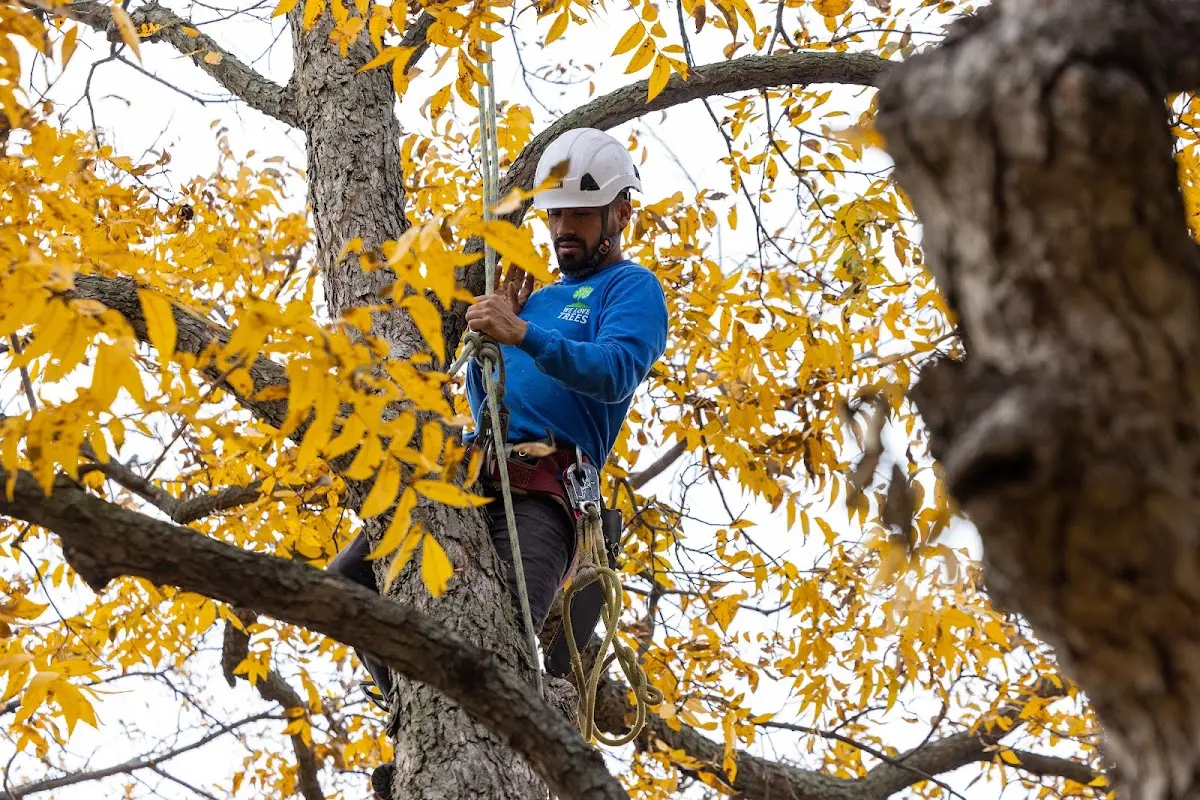 Skilled Tree Trimming crew working in Wausau